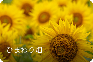 ひまわり畑